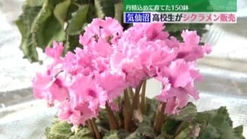 丹精込めて育てたシクラメン150鉢　高校生が安く販売＜宮城・気仙沼市＞