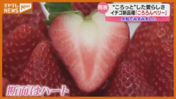 ころっとして愛らしくハート形の断面…宮城県が開発『ころろんベリー』イチゴの新品種