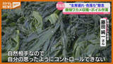 「ボイルすると“色鮮やかな緑色”に、特産『養殖ワカメ』の収穫始まる（宮城・気仙沼湾）」の画像1