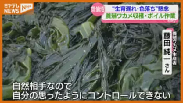 ボイルすると“色鮮やかな緑色”に、特産『養殖ワカメ』の収穫始まる（宮城・気仙沼湾）