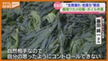 ボイルすると“色鮮やかな緑色”に、特産『養殖ワカメ』の収穫始まる（宮城・気仙沼湾）