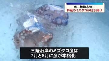 ミズダコが今シーズン初水揚げ（宮城・南三陸町）