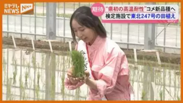 宮城県初となる高温耐性コメ新品種の開発進む　東北247号　古川農業試験場