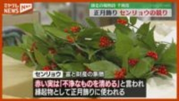 師走の風物詩　千両市　縁起物として正月飾りに