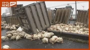 国道４号でニワトリ約1500羽が散乱 大型トラックの荷崩れ＜宮城・大崎市＞