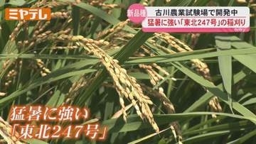味も収量も「ひとめぼれ」に遜色なく 猛暑に強いコメ新品種「東北247号」稲刈り＜宮城・大崎＞