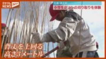 全国有数のヨシの産地・北上川、小学生が自分の背丈を上回るヨシの刈り取りを体験（宮城）