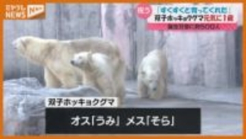 双子のホッキョクグマ 1歳に…「うみ」と「そら」の誕生日会（ 仙台市・八木山動物公園）