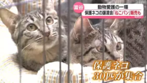 保護ネコの譲渡会で「ねこパン」の販売も(宮城・富谷市）