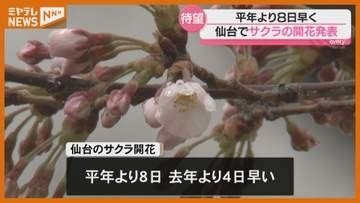 「春の気持ちになれました」仙台で『サクラ』開花…平年より8日早く