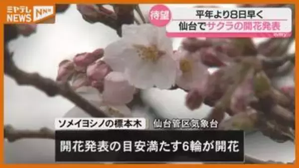 「春の気持ちになれました」仙台で『サクラ』開花…平年より8日早く