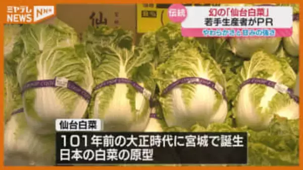 「作りづらいけれどものすごく美味しい」“幻の白菜”と言われる『仙台白菜』をPR（仙台市）
