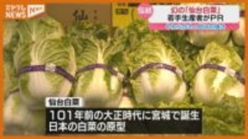 「作りづらいけれどものすごく美味しい」“幻の白菜”と言われる『仙台白菜』をPR（仙台市）