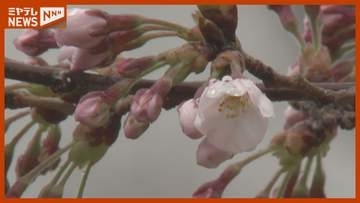 【速報】『仙台』でサクラ開花　平年より８日早い〈仙台〉