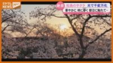 『日本三景・松島』の春、光によって千変万化するサクラ（宮城）
