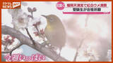 「「受験生の息子も良い感じに咲いてくれれば…」例年より早くウメの花“満開”に・仙台市」の画像1