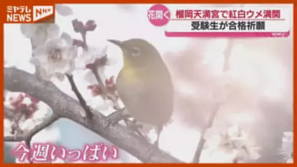 「受験生の息子も良い感じに咲いてくれれば…」例年より早くウメの花“満開”に・仙台市