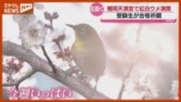「受験生の息子も良い感じに咲いてくれれば…」例年より早くウメの花“満開”に・仙台市
