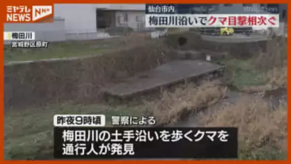 仙台市内でクマの目撃相次ぐ　梅田川沿いに移動か　〈宮城野区原町・青葉区上杉、あけぼの町〉