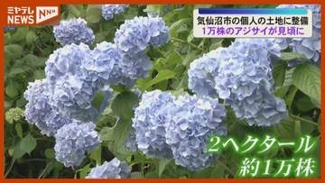 「地域の憩いの場に」1万株のアジサイ見頃〈宮城・気仙沼市〉
