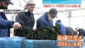気仙沼で今シーズン初 ワカメの入札「近年にない出来」36トン並ぶ