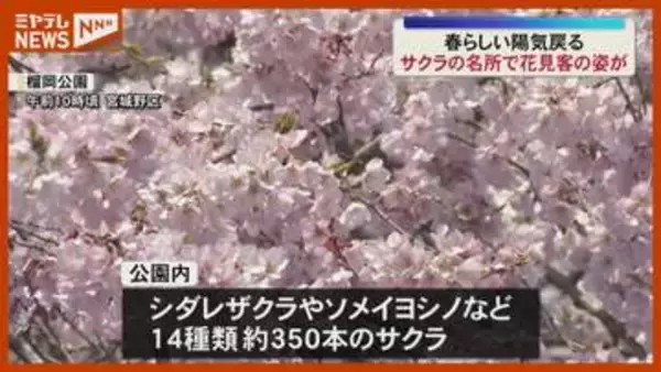 「現在2～3分咲き…サクラの名所『榴岡公園』で花見を楽しむ人たち、春らしい陽気もどる（仙台市）」の画像