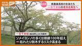 「独自開発の活力剤で…樹齢100年超え『一目千本桜』の老木から新しいサクラ再生へ、高校生の取り組み（宮城・柴田町）」の画像1