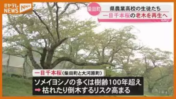 独自開発の活力剤で…樹齢100年超え『一目千本桜』の老木から新しいサクラ再生へ、高校生の取り組み（宮城・柴田町）