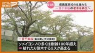 独自開発の活力剤で…樹齢100年超え『一目千本桜』の老木から新しいサクラ再生へ、高校生の取り組み（宮城・柴田町）