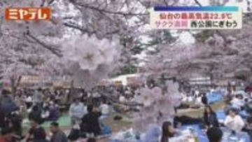 仙台でサクラ満開　花見客に笑顔咲く＜宮城＞