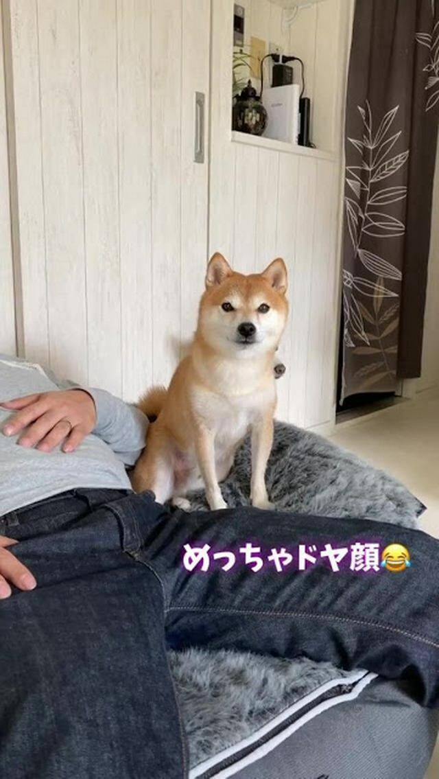 暴走しまくる豆柴はづきくんのパパ愛 犬猫４姉弟 みんなパパが大好き 年11月2日 エキサイトニュース