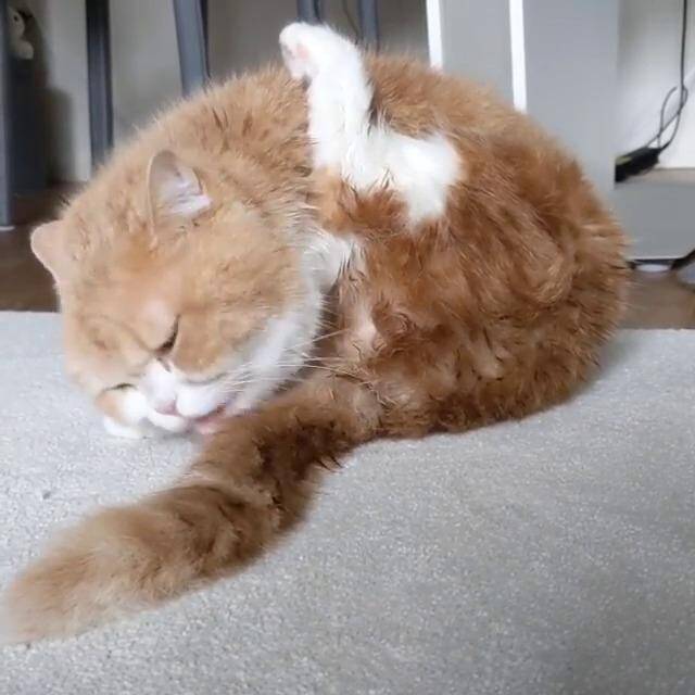 ビチョビチョから“ふわもこ”に。猫のうにちゃんはグルーミングだけで身体を乾かします