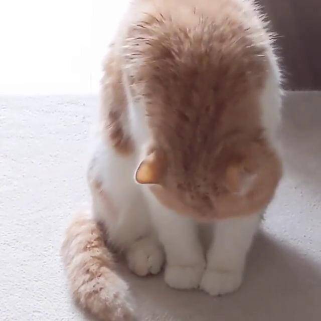 ビチョビチョから“ふわもこ”に。猫のうにちゃんはグルーミングだけで身体を乾かします