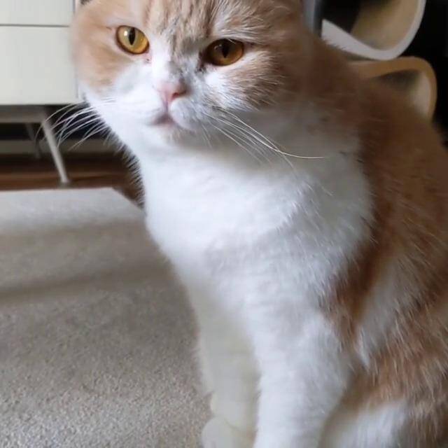 ビチョビチョから“ふわもこ”に。猫のうにちゃんはグルーミングだけで身体を乾かします