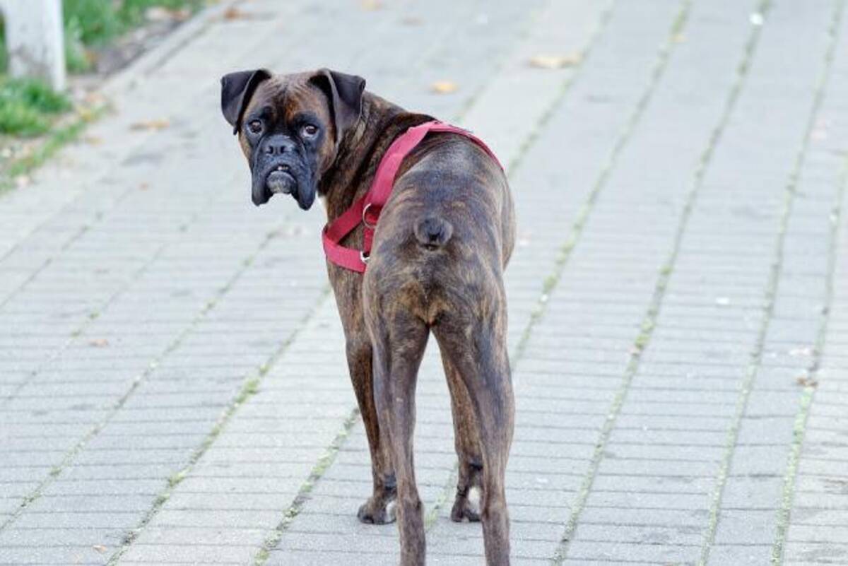 なぜ犬を追いかけると逃げていくの 犬の4つの気持ちと対処法を分かりやすく解説 21年1月2日 エキサイトニュース 2 3