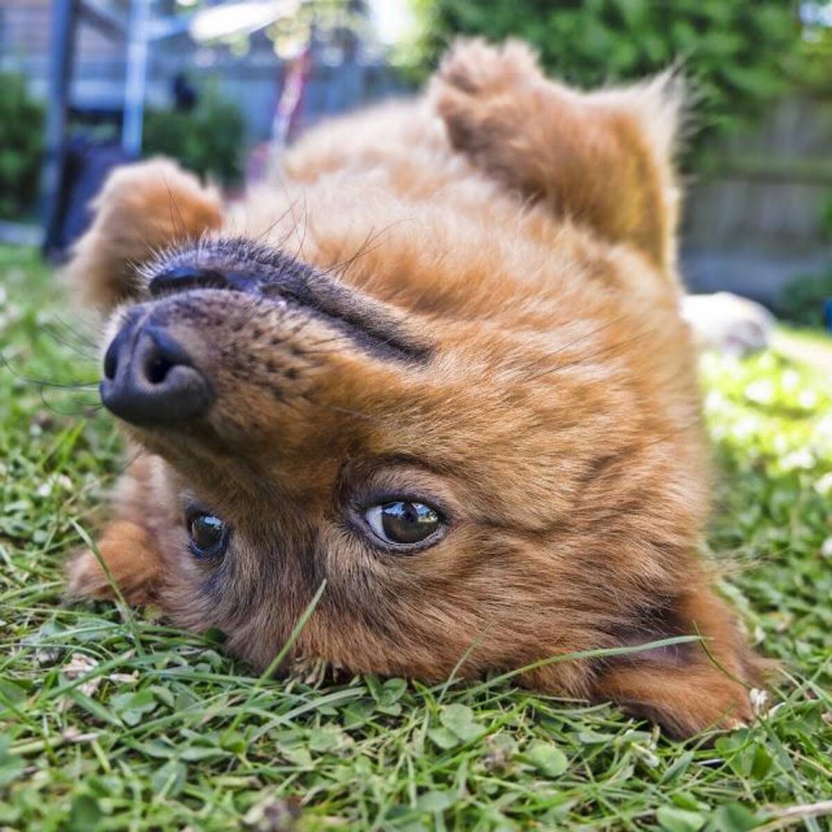 犬が芝生の上でゴロゴロするのには実は意味がある ポイントは におい にあった 21年1月6日 エキサイトニュース