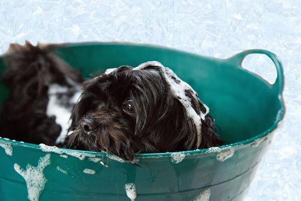 冬に犬のシャンプーって必要 湯冷めしないで短時間でシャンプーを済ませるコツを解説 21年9月30日 エキサイトニュース