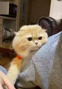 「何食べてるニャ」家族の食事がどうしても気になる猫ちゃん。ご飯から目が離せにゃい！