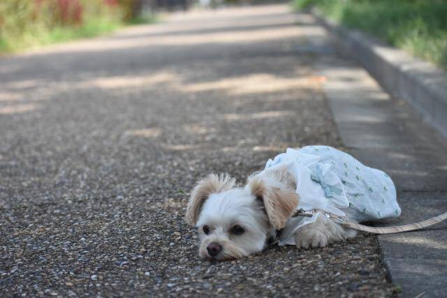 散歩に飽きちゃった 犬が散歩中に突然気が変わる理由と対策を解説 21年4月24日 エキサイトニュース