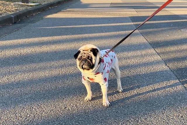 散歩に飽きちゃった 犬が散歩中に突然気が変わる理由と対策を解説 21年4月24日 エキサイトニュース 3 3