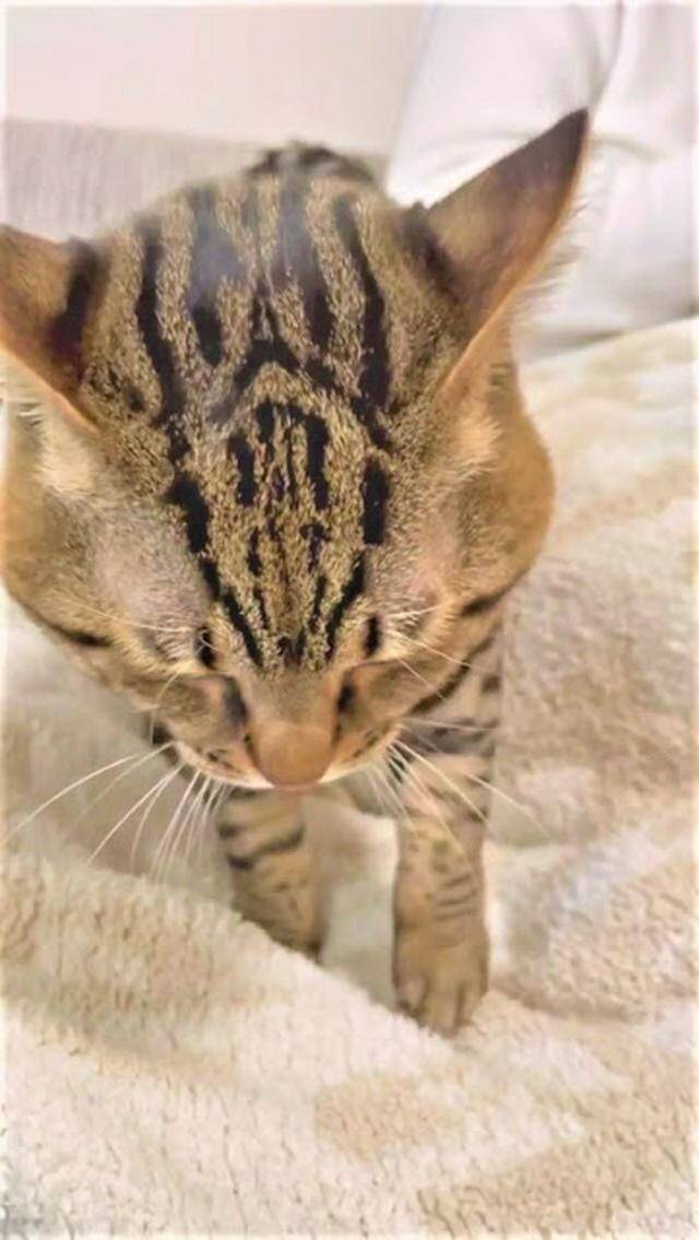 癒し動画 超真剣なお顔でお布団をふみふみするニャンコから目が離せない 21年4月4日 エキサイトニュース