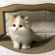 「さあ！あたちを撮って！！」カメラを向けると“決めポーズ”をするあざとい系子猫ちゃん