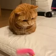 【爆笑】短いおててで『超高速猫パンチ』を繰り出すマンチカンくん。空振りしまくりで憎めない可愛さ