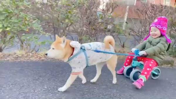 ほのぼの光景 娘ちゃんの三輪車を引いて一緒にお散歩する柴犬くん ルンルンな2人が可愛い 21年4月28日 エキサイトニュース