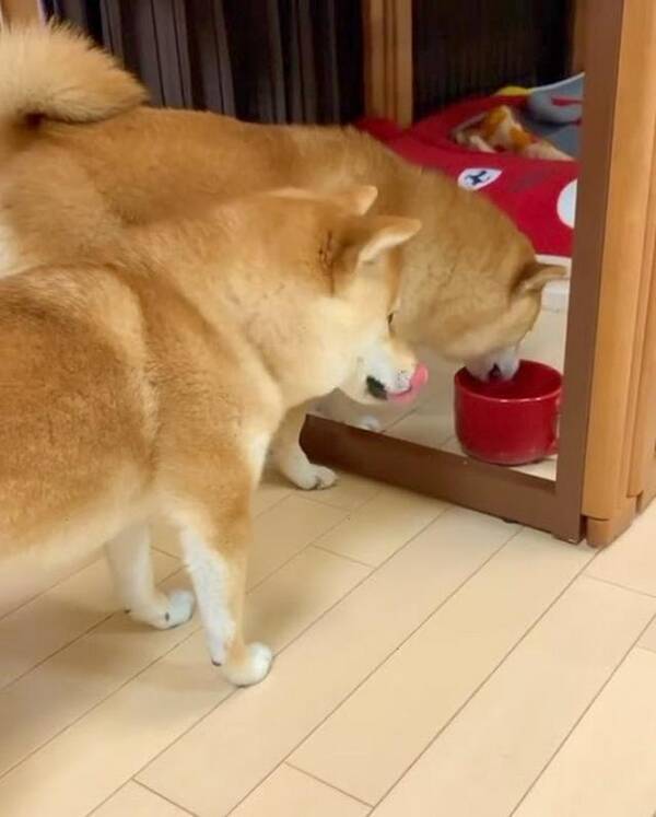 一緒がいいの 順番待ちをしてでも同じお水を飲みたい仲良し柴犬姉妹 21年8月26日 エキサイトニュース 一緒がいいの 順番待ちをしてでも同じお水を飲みたい仲良し柴犬姉妹 21年8月26日 エキサイトニュース