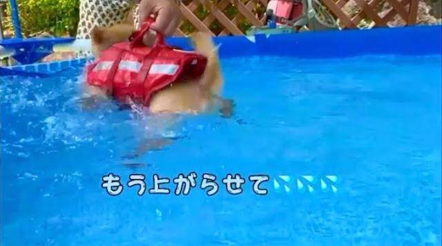 ちっちゃめポメくんの一生懸命な犬かき!必死に頑張る姿に応援したくなる