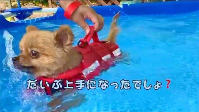 ちっちゃめポメくんの一生懸命な犬かき!必死に頑張る姿に応援したくなる