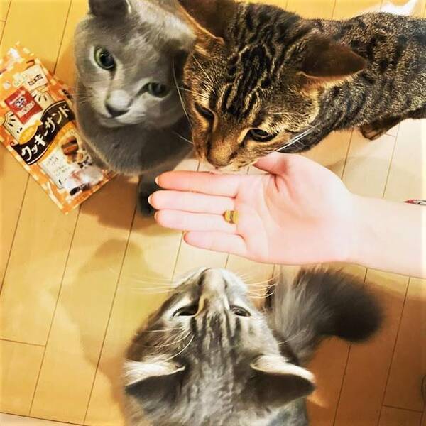 もう待てないにゃ おやつを持つ手に飛びついて催促する猫ちゃんたち 21年9月26日 エキサイトニュース