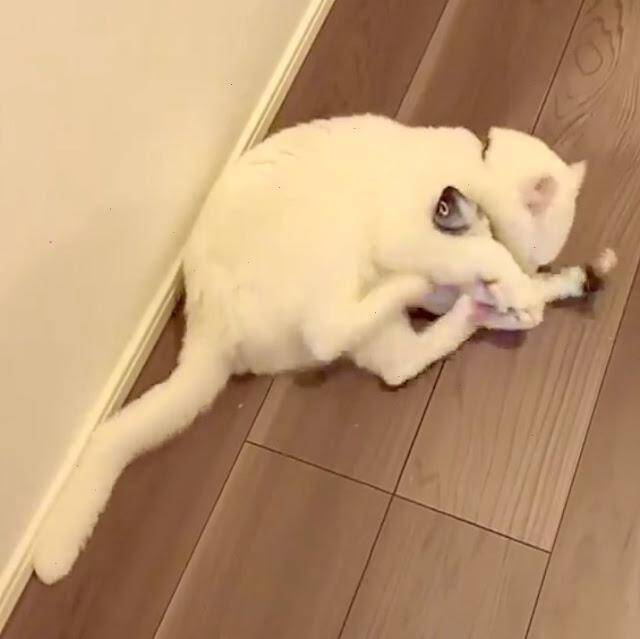 動くお魚に本能覚醒 ぬいぐるみへの ケリケリ が激しすぎる白猫さん 21年9月21日 エキサイトニュース