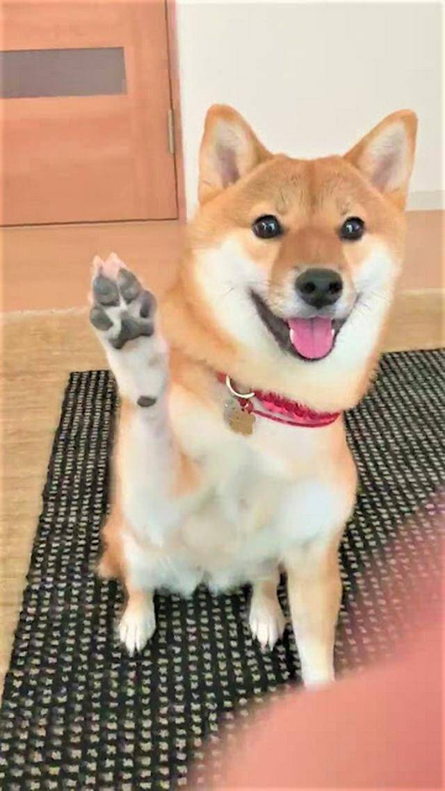 ハイタッチして おはよう 笑顔であいさつする柴犬さんが可愛すぎて話題沸騰中 21年9月29日 エキサイトニュース